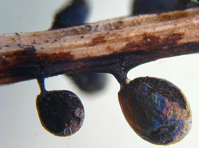 Lamproderma ovoideumechinulatum ?